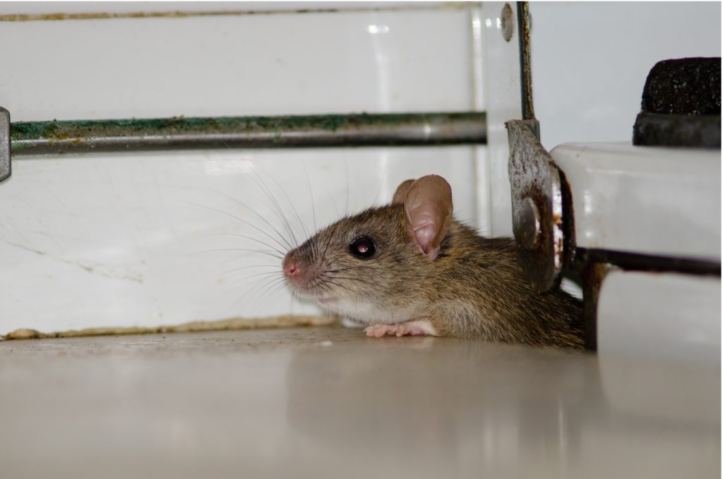 Protect Your AC From Rats and Other Pests